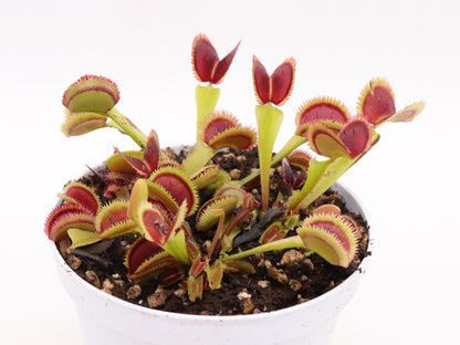 Dionaea muscipula 'Sawtooth'