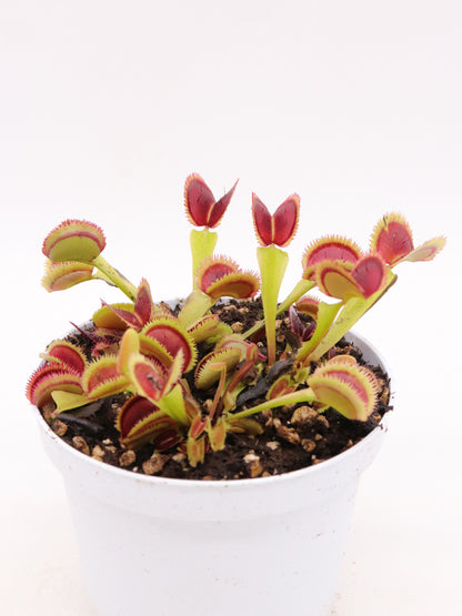 Dionaea muscipula 'Sawtooth'