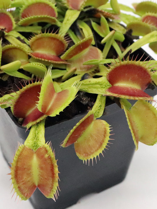 Dionaea muscipula "Schuppenstiel II"