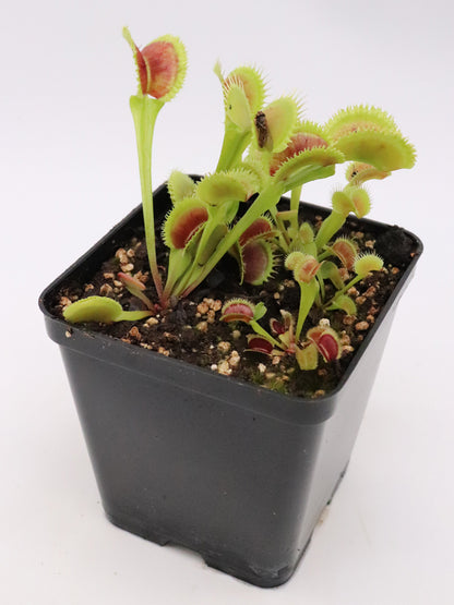 Dionaea muscipula "Sunrise"