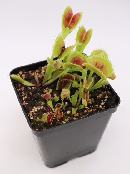 Dionaea muscipula "Sunrise"