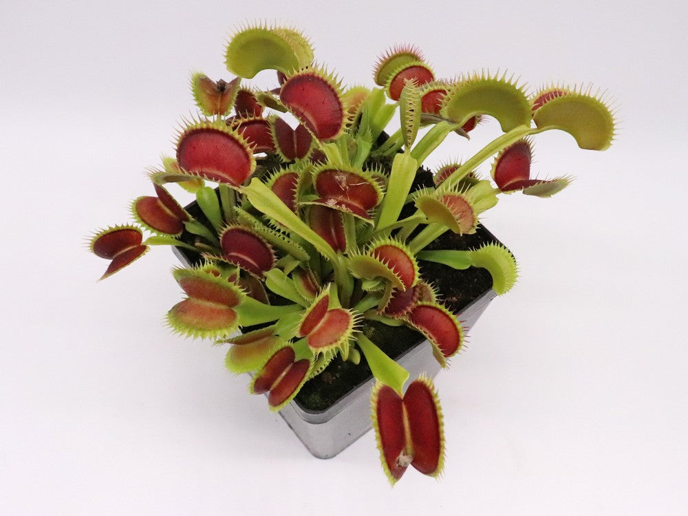 Dionaea muscipula 'Tiger fangs'