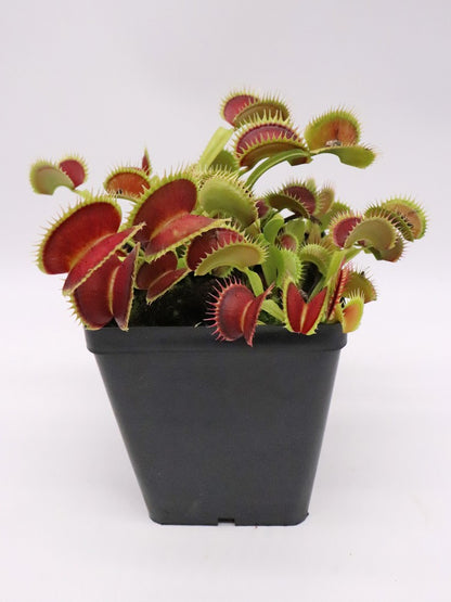 Dionaea muscipula 'Tiger fangs'