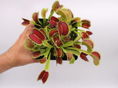 Dionaea muscipula 'Tiger fangs'