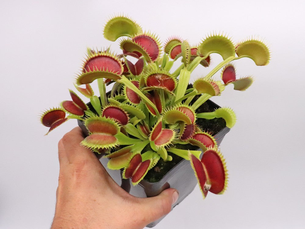 Dionaea muscipula 'Tiger fangs'