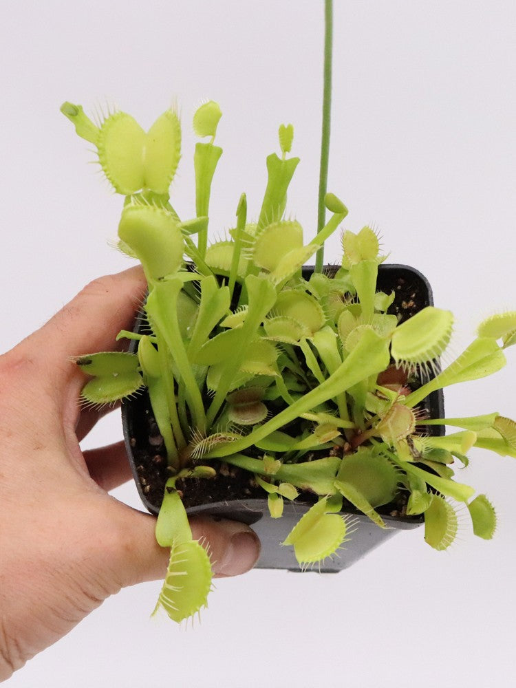 Dionaea muscipula "Yellow fused tooth"