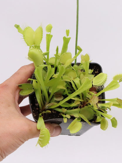 Dionaea muscipula "Yellow fused tooth"