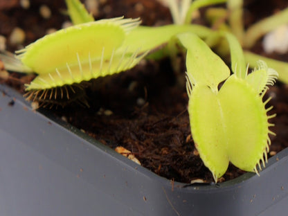 Dionaea muscipula "Yellow"