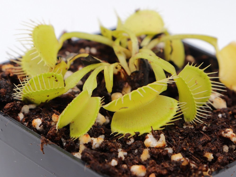 Dionaea muscipula "Yellow"