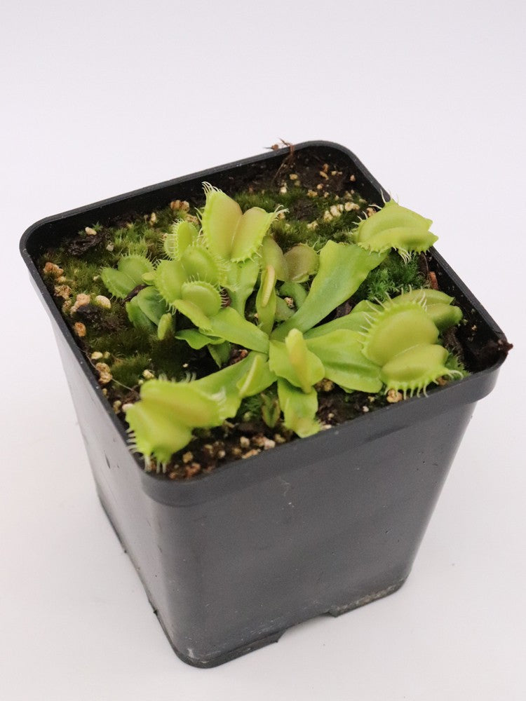 Dionaea muscipula "Angelwings"