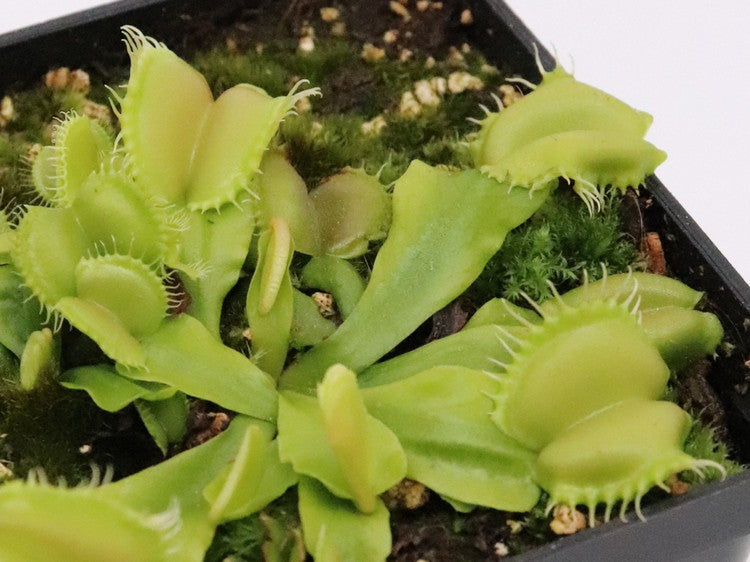 Dionaea muscipula "Angelwings"