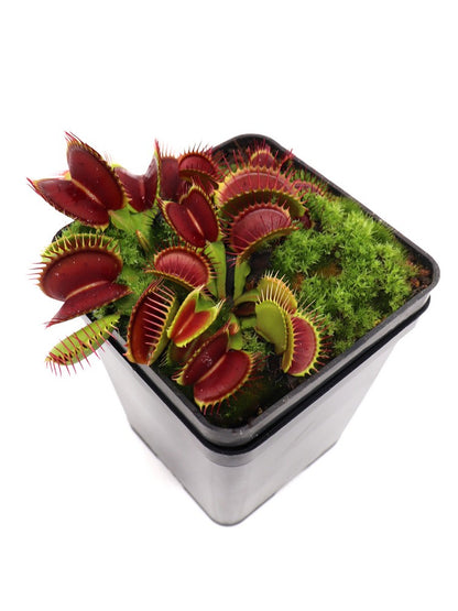 Dionaea muscipula "Big Jaws"