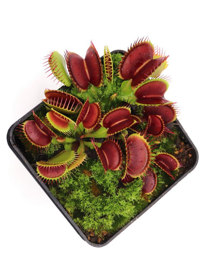 Dionaea muscipula "Big Jaws"