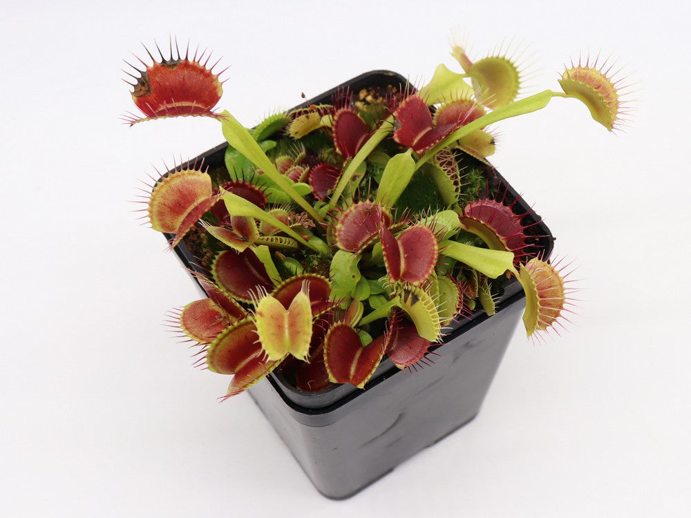 Dionaea muscipula  Black pearl