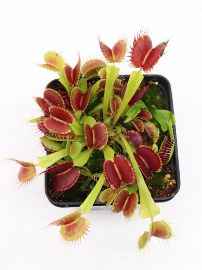 Dionaea muscipula  Black pearl