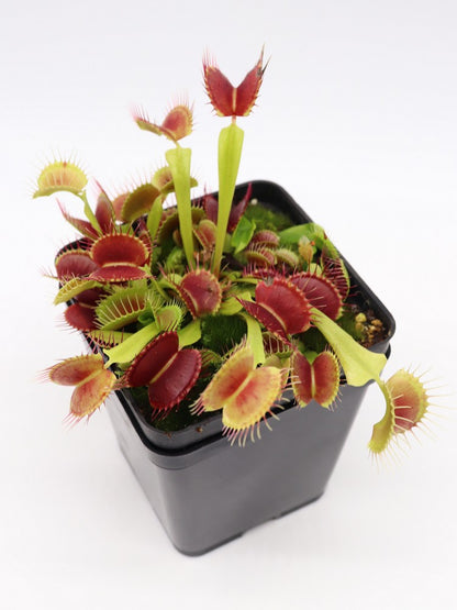 Dionaea muscipula  Black pearl