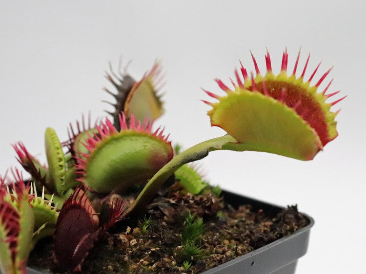 Dionaea muscipula "Black star"