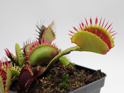 Dionaea muscipula "Black star"