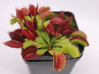 Dionaea muscipula "Bleeding gum"