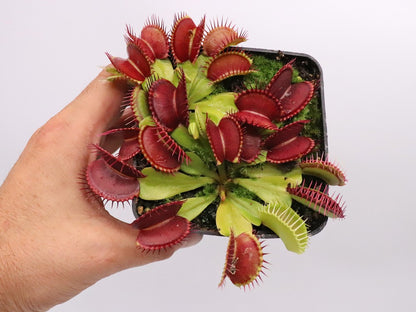 Dionaea muscipula "Bleeding gum"