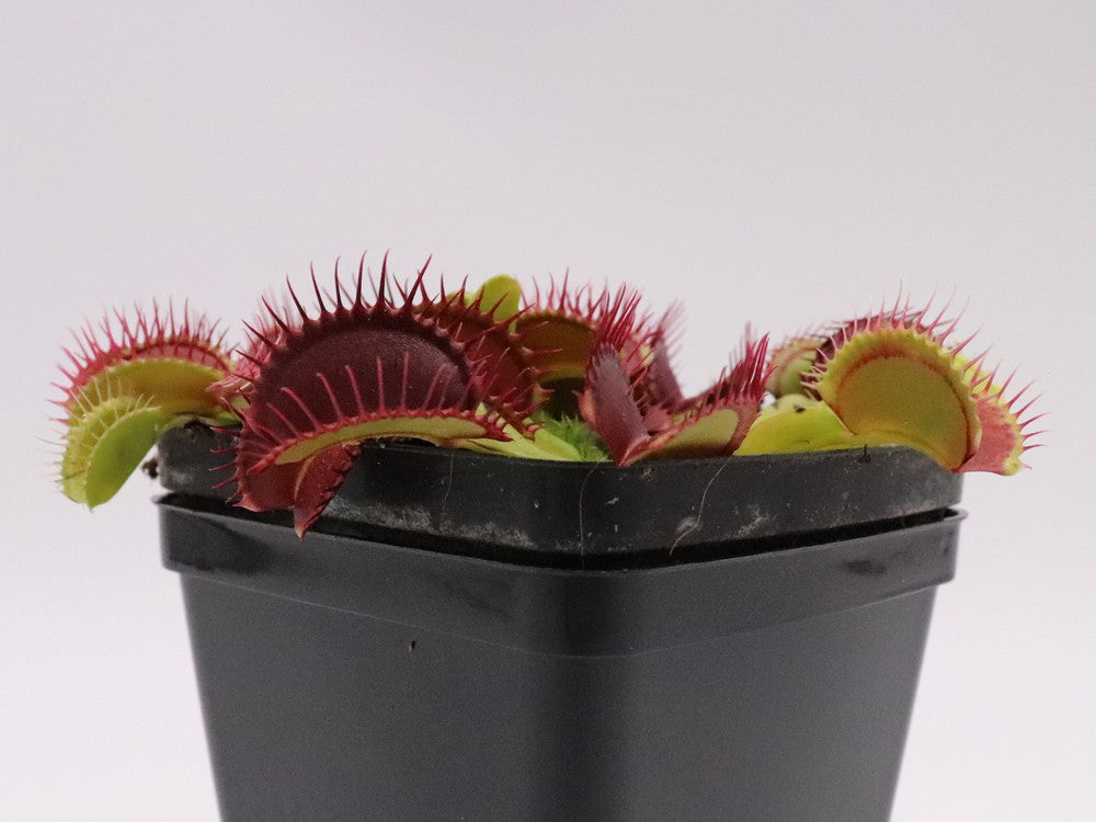 Dionaea muscipula "Bleeding gum"