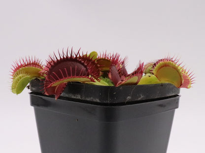 Dionaea muscipula "Bleeding gum"