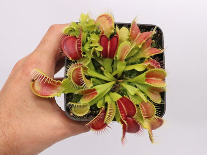 Dionaea muscipula 'Crocodile'