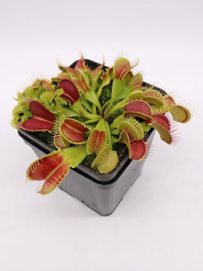 Dionaea muscipula 'Crocodile'