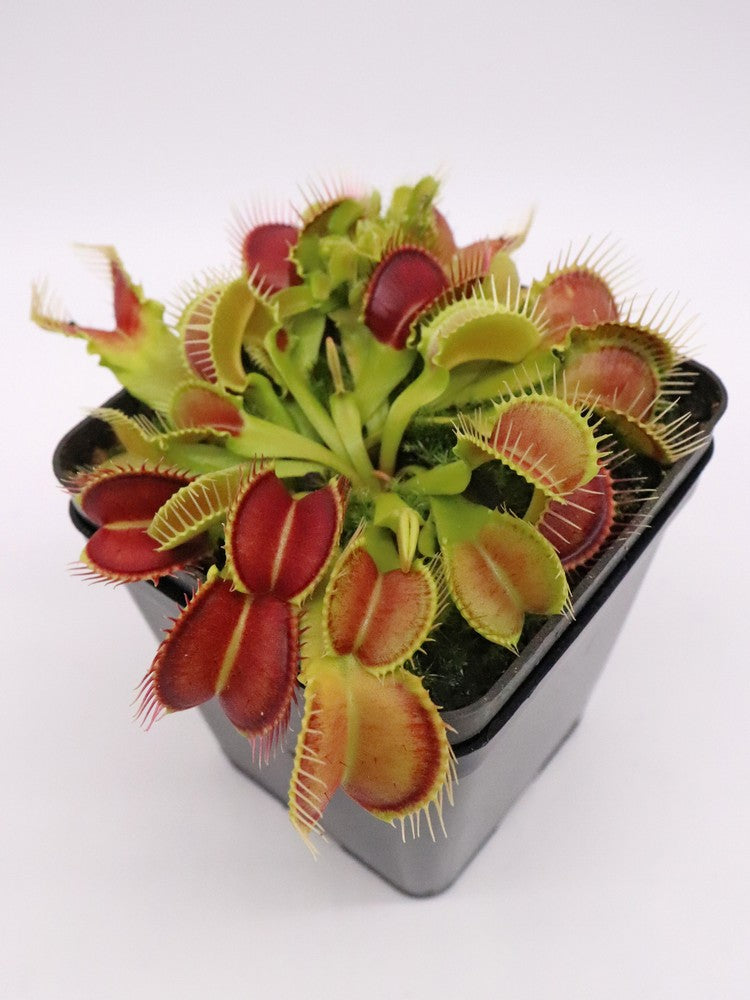 Dionaea muscipula 'Crocodile'