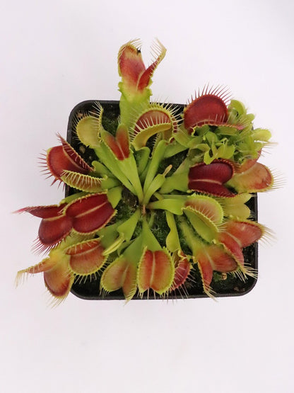 Dionaea muscipula 'Crocodile'