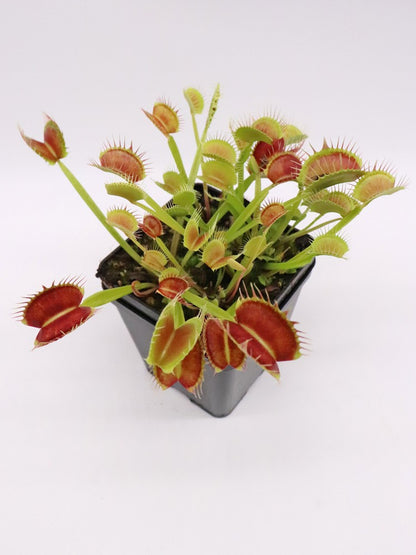 Dionaea muscipula "Cropped tooth"