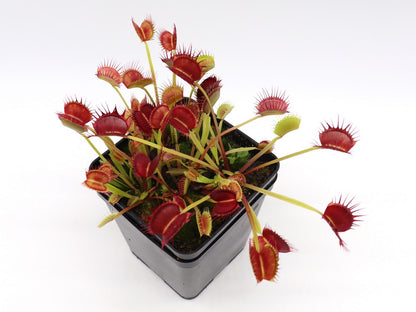 Dionaea muscipula "Cropped tooth"