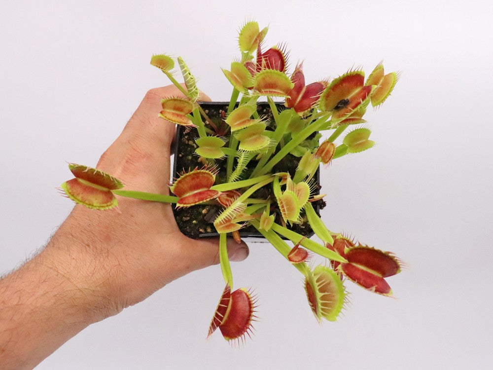 Dionaea muscipula "Cropped tooth"