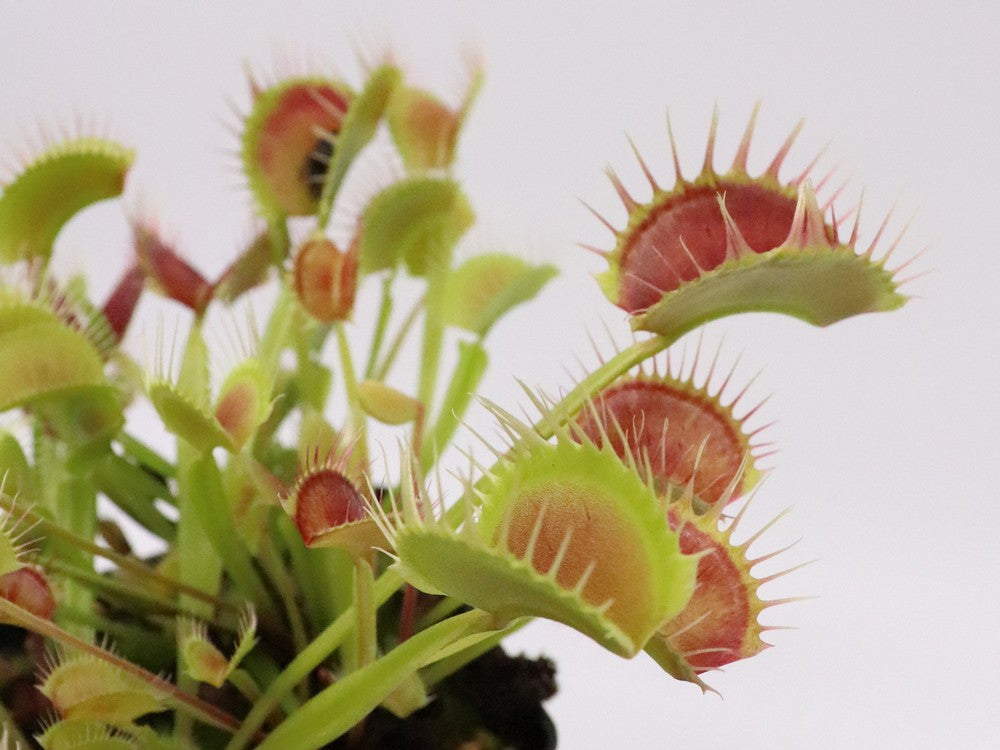 Dionaea muscipula "Cropped tooth"