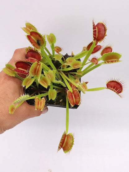 Dionaea muscipula "Cropped tooth"