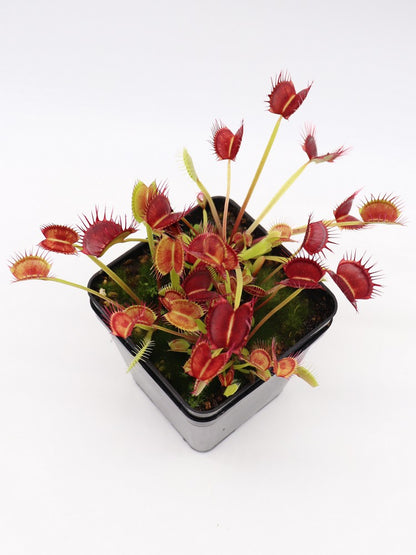 Dionaea muscipula "Cropped tooth"