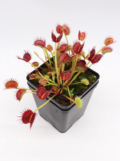 Dionaea muscipula "Cropped tooth"