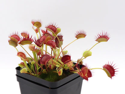 Dionaea muscipula "Cropped tooth"