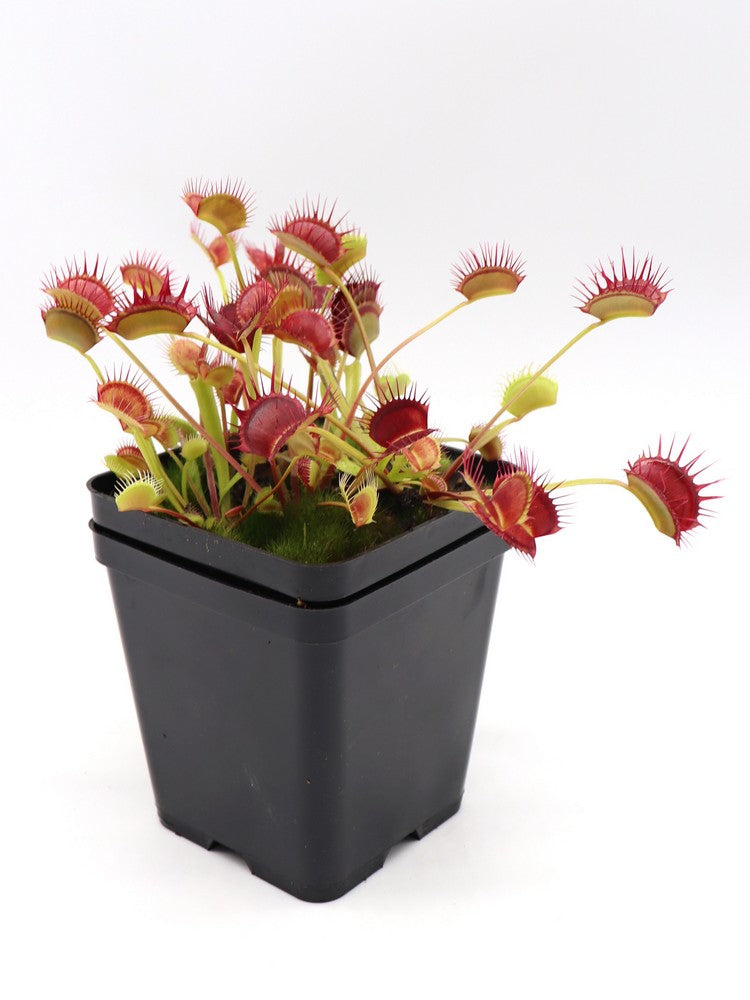 Dionaea muscipula "Cropped tooth"