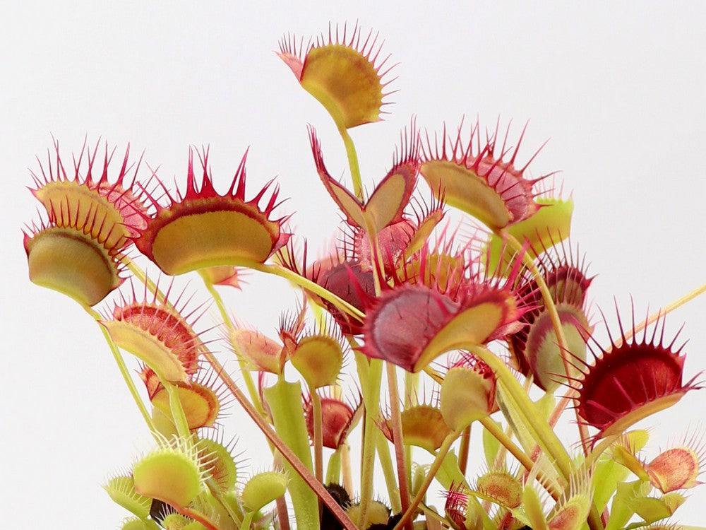 Dionaea muscipula "Cropped tooth"