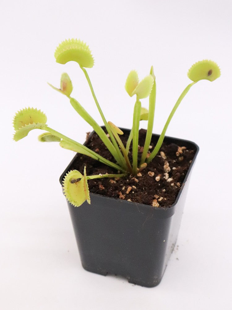 Dionaea muscipula  Dentate X11 BCP