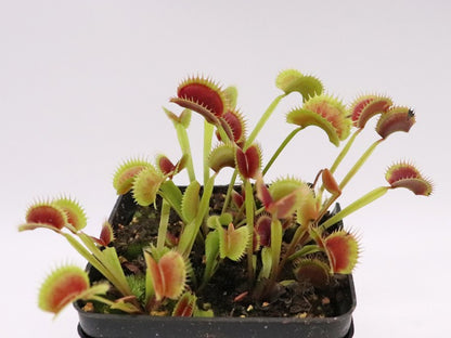 Dionaea muscipula  Fico d'india