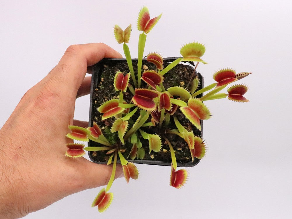 Dionaea muscipula "Fico d'india"