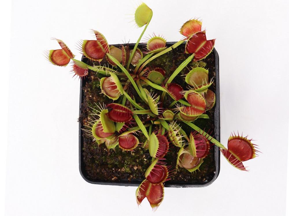 Dionaea muscipula "Freak"