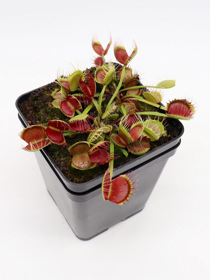 Dionaea muscipula "Freak"