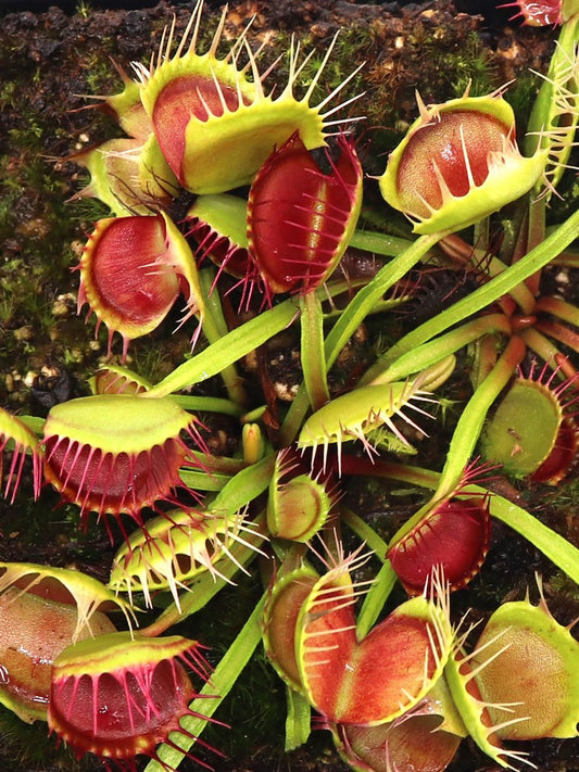 Dionaea muscipula "Freak"