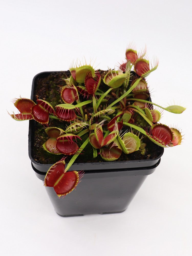 Dionaea muscipula "Freak"