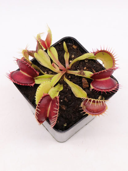 Dionaea muscipula "GC Harlequin"