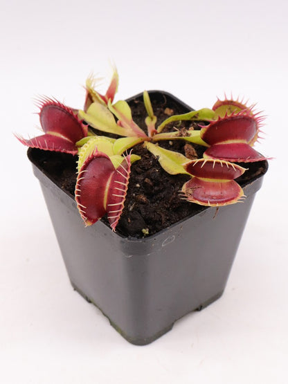 Dionaea muscipula "GC Harlequin"