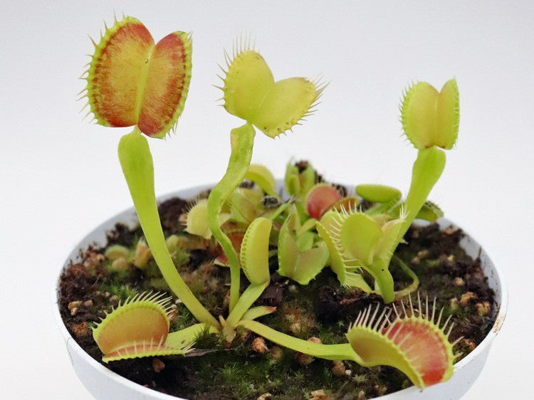 Dionaea muscipula „GC Madness“